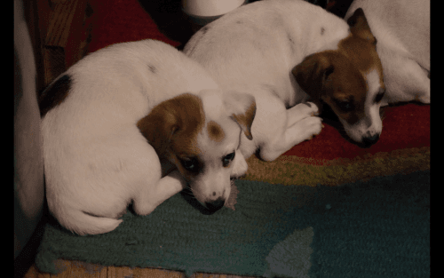 jack Russell terrier puppies