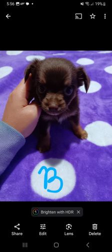 Jack russell terrier chihuahua mix