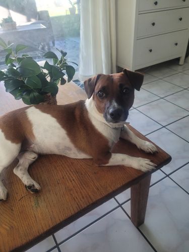 Has all shots and papers. A little over a year old. Boy dog