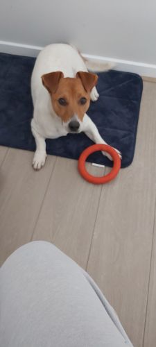 Jack Russell Terrier Puppies for sale in Craigieburn VIC 3064, Australia. price: $800