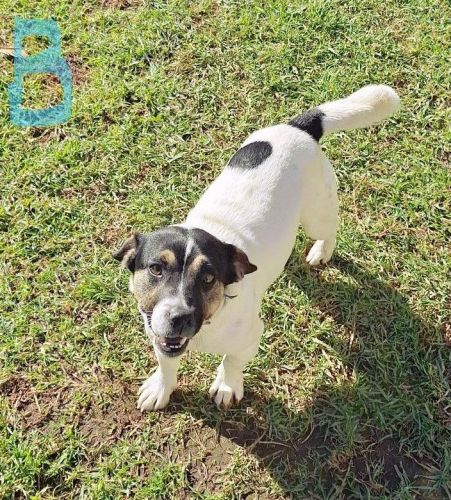 Jack Russell Terrier Puppies for sale in Cessnock NSW 2325, Australia. price: $200