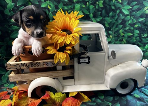 Male Jack Russell Terrier Puppy