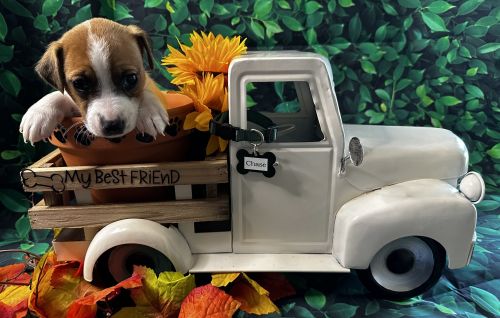 Male Jack Russell Terrier Puppy