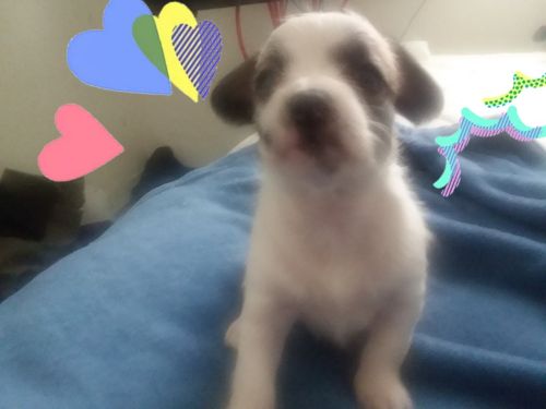 ADORABLE JACK RUSSELL CHIHUAHUA TERRIER MIX