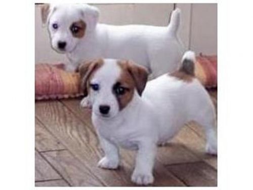 Parson Jack Russell Terrier Puppies