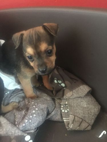 Jack Russell Puppies