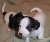 Beautiful True Black/White Jack Russel Male