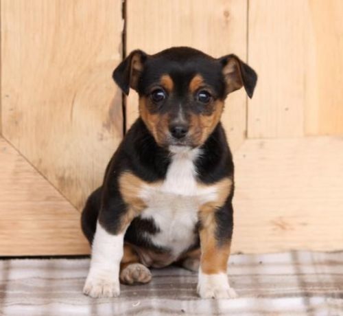 Family Raised Jack Russell