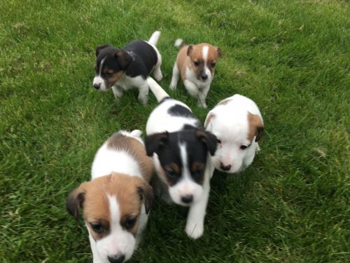 Jack Russell Terrier