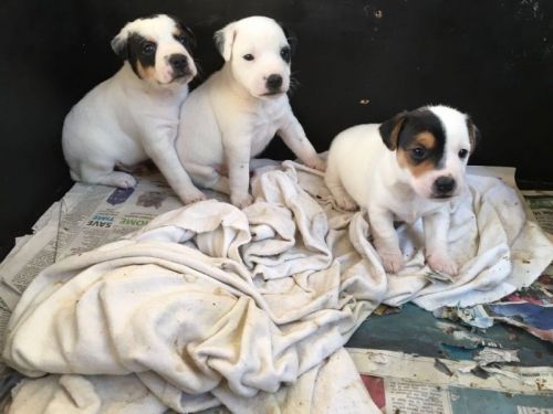 Jack Russell puppies