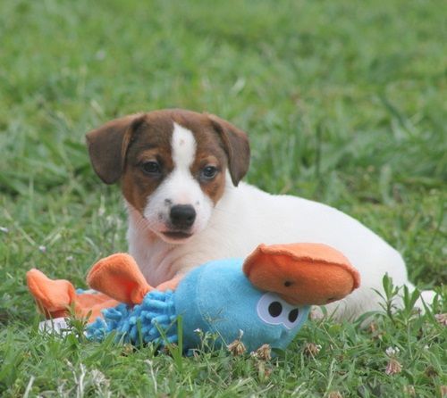 I have 3 female and 2 male Jack Russell Puppies ready for their new ho