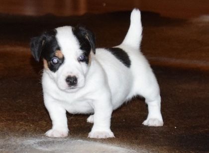 Jack Russell Puppies