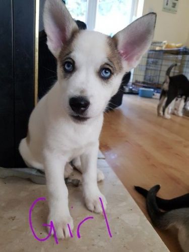 Male and Female Jack Russell Puppies for Re-homing