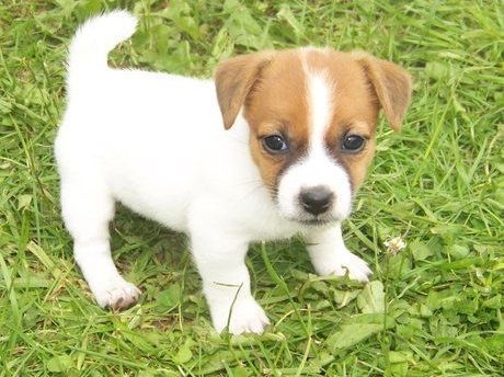 Jack Russell Terrier Pups