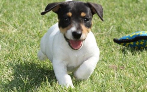 Active Jack Russel Terrier Puppies