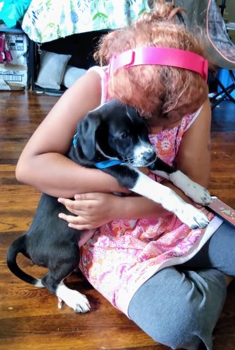 Jack Russell terrier puppy for sale