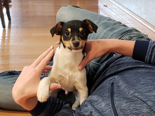 Rat Terrier/ Jack Russell X