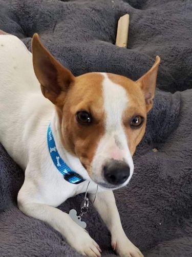 1 year old needs a home