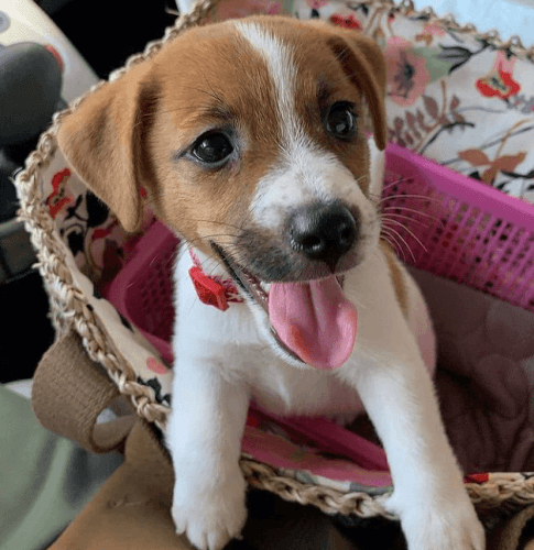 Jack russell puppies for sale Text US At ***