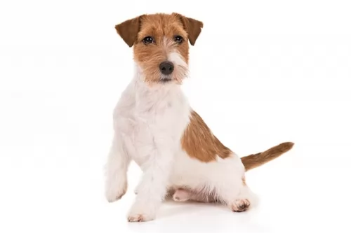 jack russell terrier puppy - description