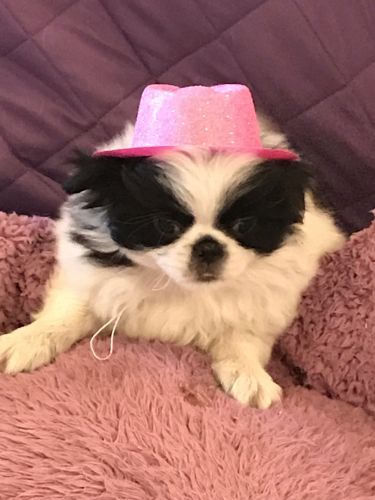 Japanese Chin Puppy  Gingersnap 
