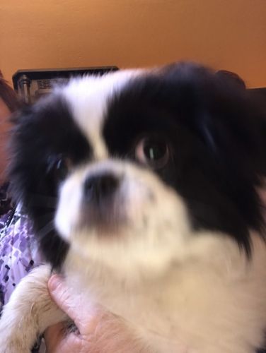 Japanese Chin  Sunny  $50 OFF