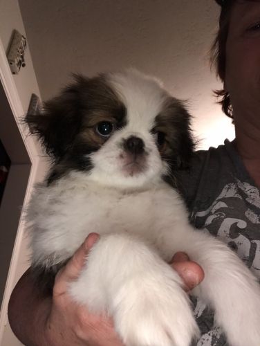Japanese Chin Male  Vixen 