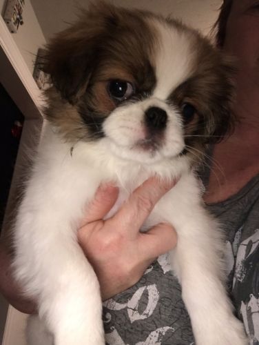 Japanese Chin Female