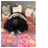 Japanese Chin Female  Diane 