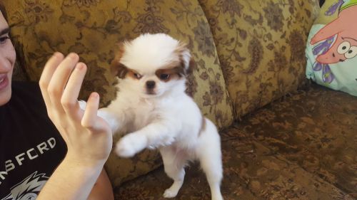 Handsome Male Japanese Chin Available