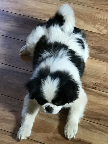 Japanese Chin Male  Skippy 