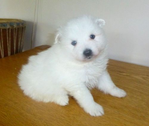 Japanese Spitz Puppies for free adoption.