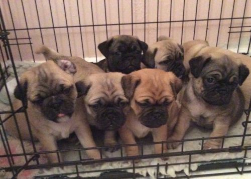 Jug Pups 3/4 Pug 1/4 Jr 1 Bitch Available