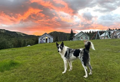 Karelian Bear/Shollie