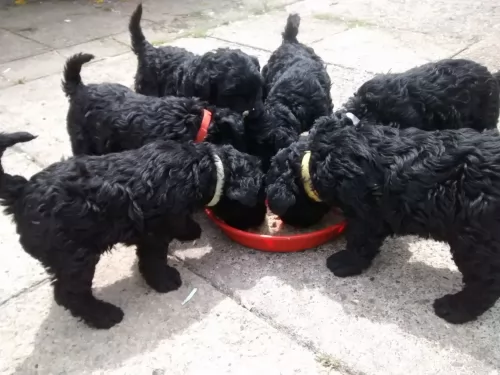 kerry blue terrier puppies - health problems