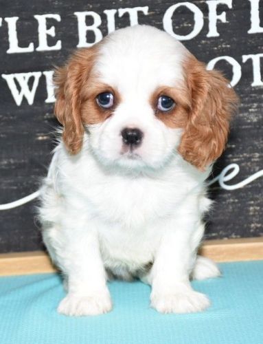 Cavalier King Charles Spaniel puppies available