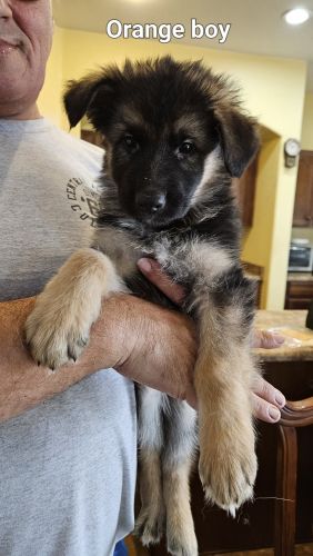 King Shepherd Puppiew