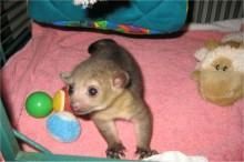 Male And Female Kinkajous Babies For Sale