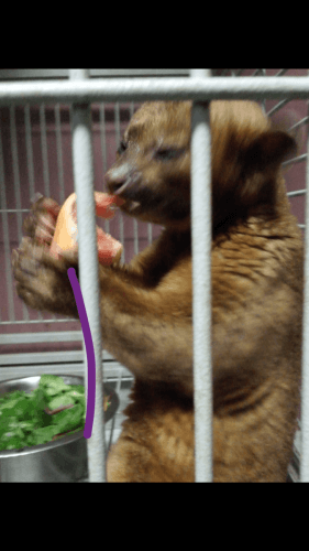 kinkajou pair .large species
