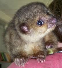 House trained male and female baby Kinkajou