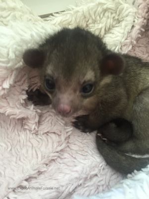 Adorable kinkajous for a perfect home