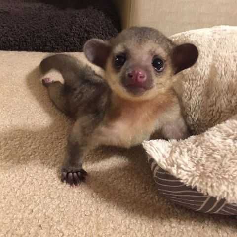 Kinkajou babies ready now Text or Call (***) ***-***2