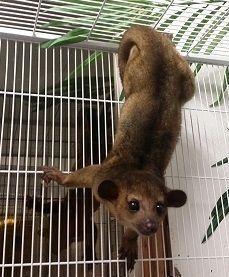 beautiful Kinkajou babies fir sale TEXT:: (***) ***-***6