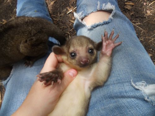 cute siberian husky puppies for adoption