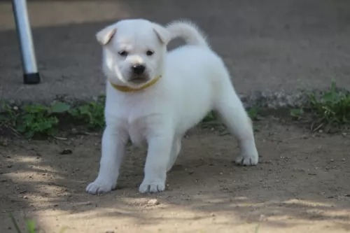 kishu puppy - description