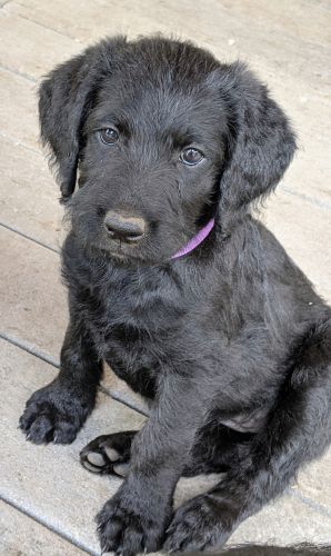 Labradoodle puppies for sale