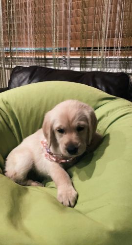 Adorable Labradoodle