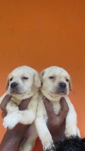 Lab puppy mobile no. ***