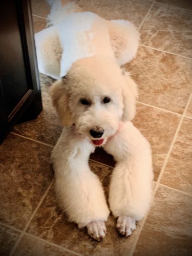 I love to snuggle and play!