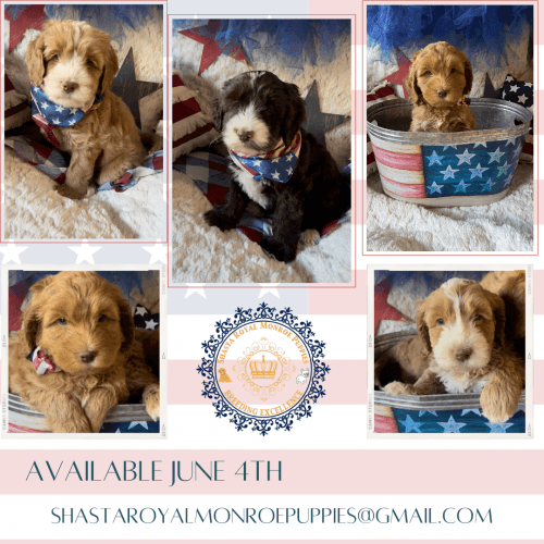 Australian Labradoodles